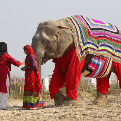Inde : Des Villageoises tricotent des Manteaux-Pyjamas pour protéger des Elephants du froid et de la Pneumonie.