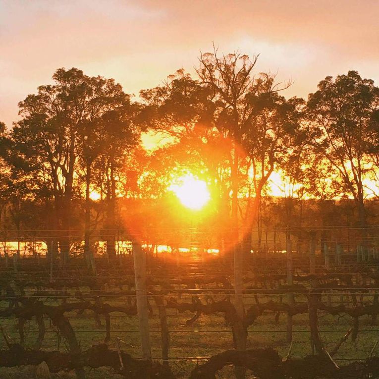 Le vignoble. 