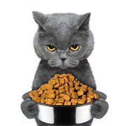 Croquettes pour chat diabétique