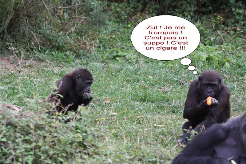 Album - HUMOUR-DE-SINGE