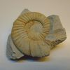 Ammonite à déterminer du Kimméridgien de Geisingen