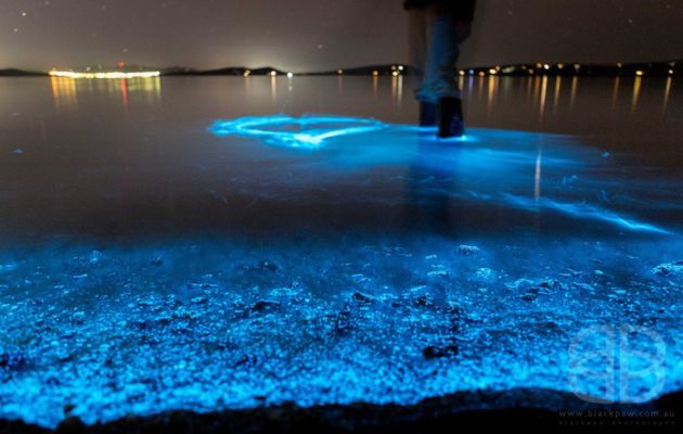 Quand l'océan devient phosphorescent en Tasmanie 