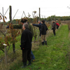 Initiation à la taille des arbres fruitiers, des rosiers et greffes