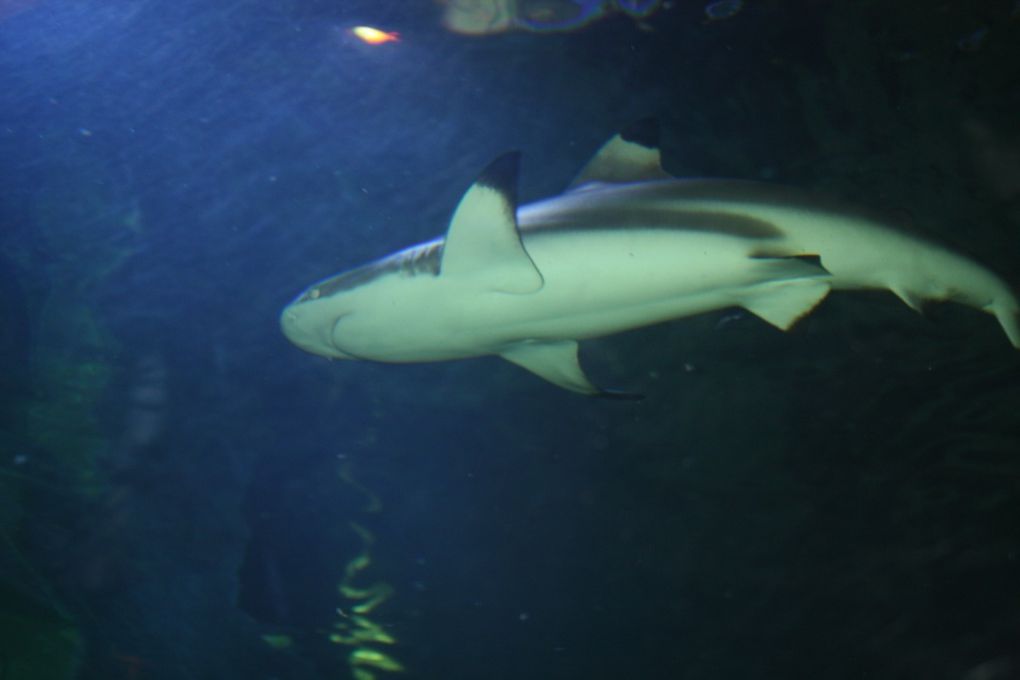 Photos de la visite de l'aquarium de Vannes et de la ville de Vannes, mercredi 17 mars 2010 après-midi.