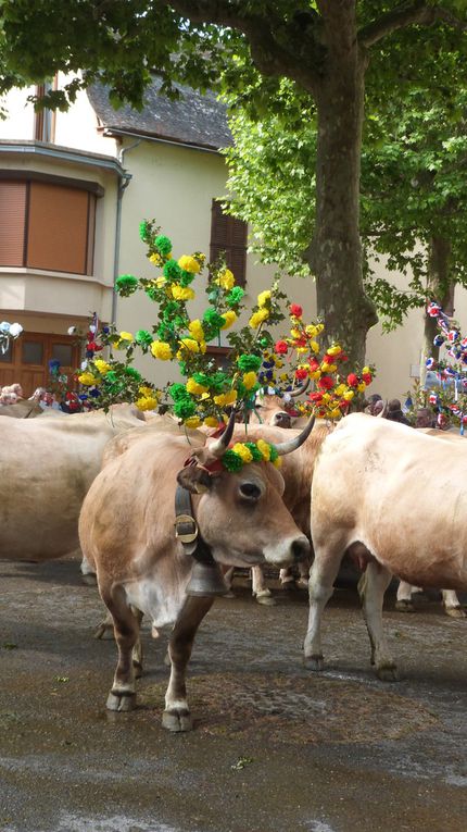 Transhumance St Geniez d'Olt