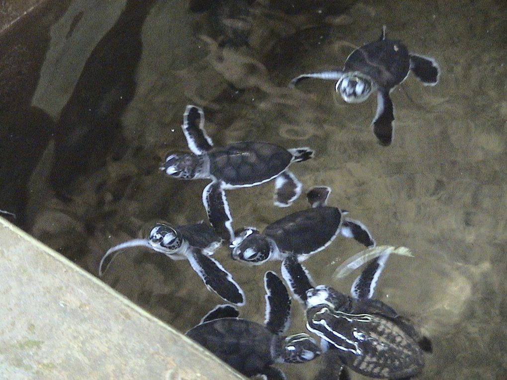 La faune du Sri Lanka