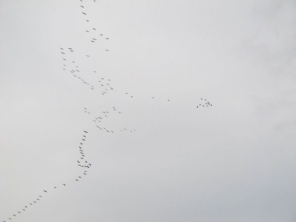 Ein Himmel voller Vögel