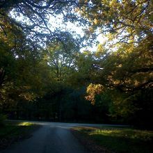 Automne d’or à la forêt de Rougeau