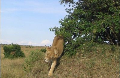 "Courir au Kenya" sur le blog "Peperuka" !!!