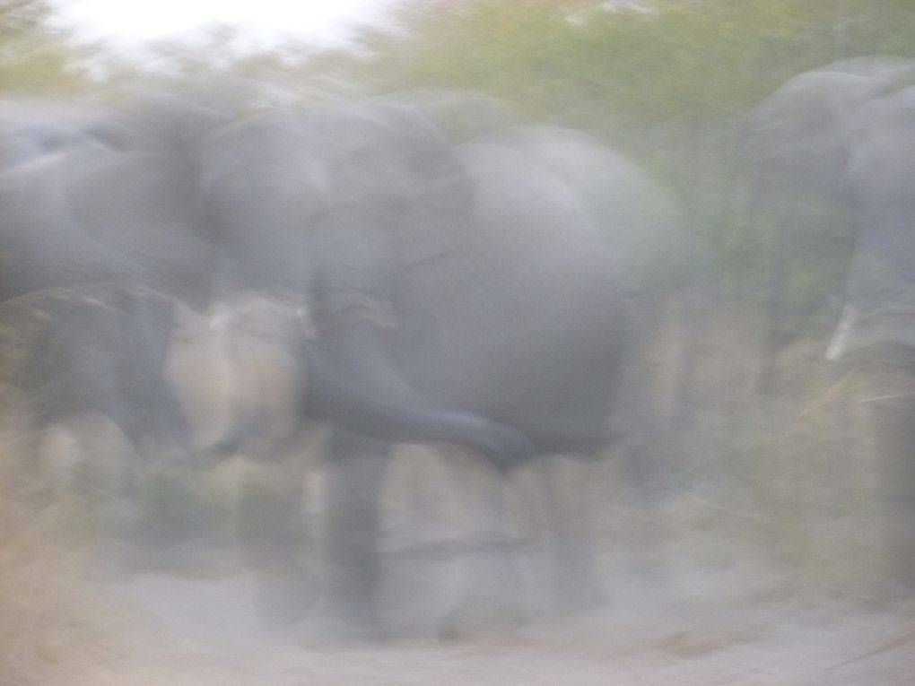 Safari en afrique : chez les animaux