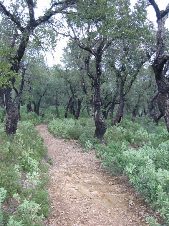 Quelques vues du tracé empruntant les pistes et chemein situés sur le domaine du conservatoire du littoral.