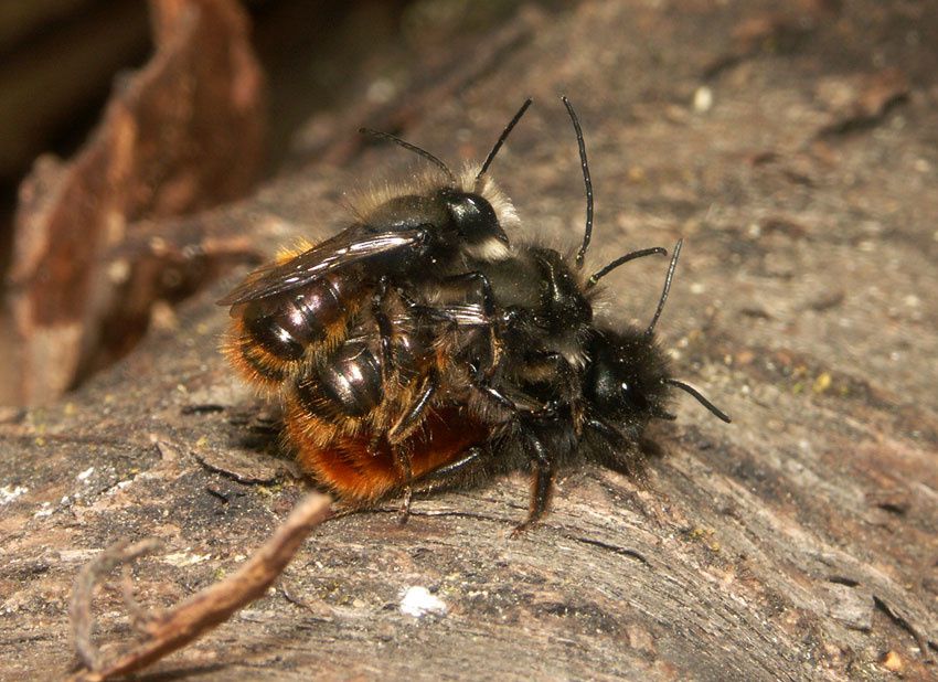 Quelques photos d'abeilles - au sens large - les Apoidea, la super famille, avec près d'un millier d'espèces connues rien qu'en France !... plus de 20 000 dans le monde, mais il en reste plein, plein à découvrir... ;-)

<div style='width:450;di