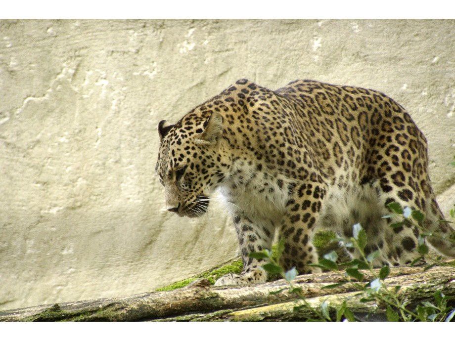 visite au ZOO Beauval.