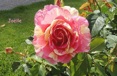 La rose Claude Monet