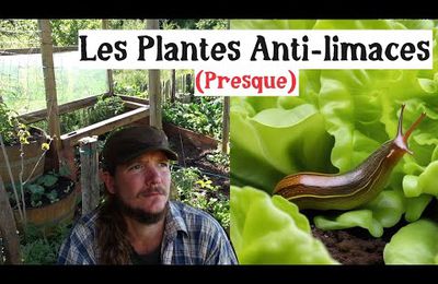 Les plantes qui résistent aux limaces et escargots