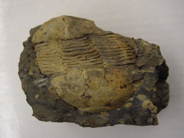 <p>
Paradis des paléontologues, la Bretagne et la Normandie offrent de très nombreux fossiles, datés du Cambrien au Pliocène.
</p>
<p>
Les systèmes les mieux représentés sont l’Ordovicien, le Jurassique et le Crétacé.
</p>