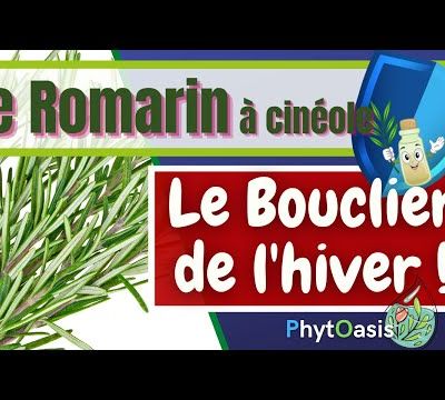 Romarin à cinéole