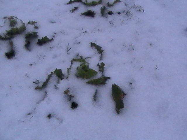 Le potager de sieujean sous la neige