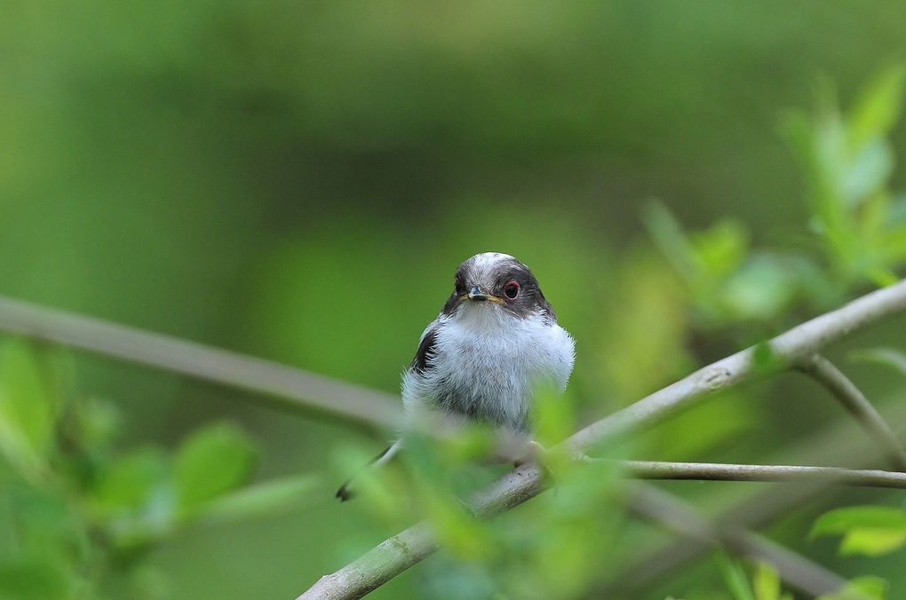 Mésanges à longues queue (juvéniles). En se serrant les uns contre les autres le long d'une branche, le plumage ébouriffé, ces oiselets perdent aussi peu de chaleur que possible.