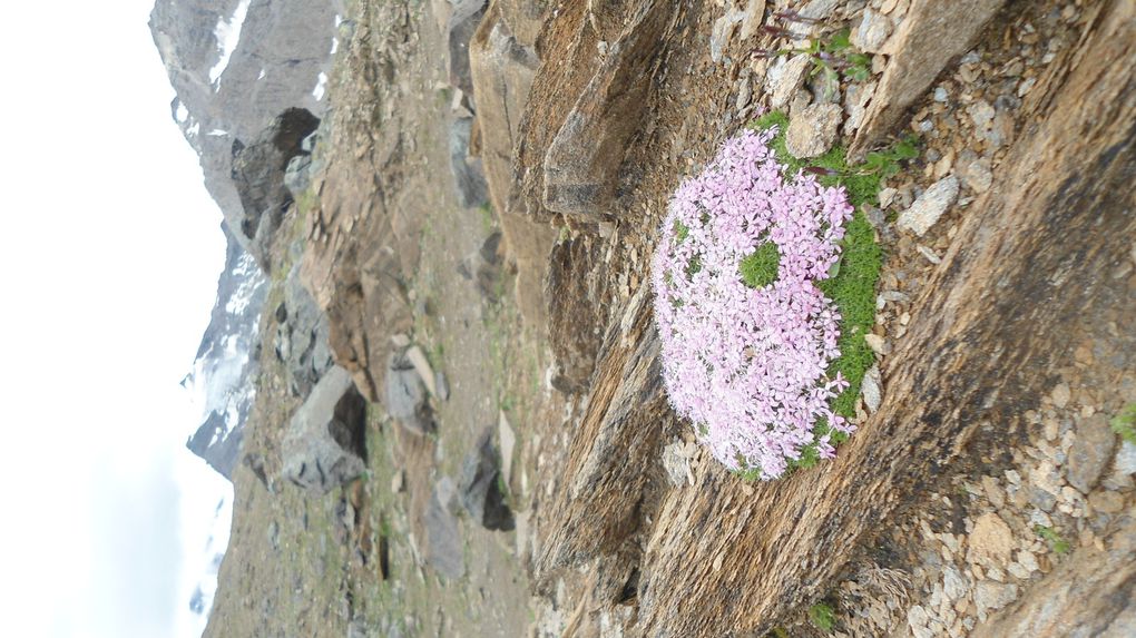 La flore égale parfaitement la faune !  A priori : Edelweiss, Arnica, Gentianes Printanières aux pétales étonnement blanchis, Joubarbe, Linaigrettes devant un petit glacier, petite Mousse fleurie égarée dans un désert minéral, Vesse de Loup... 