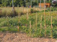 Inauguration du jardin de Louise Magnan