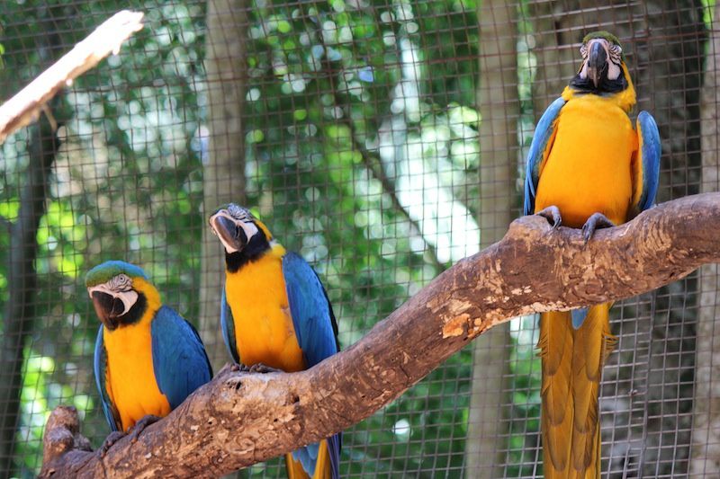 La park des Aves - Parc des oiseaux au Brésil