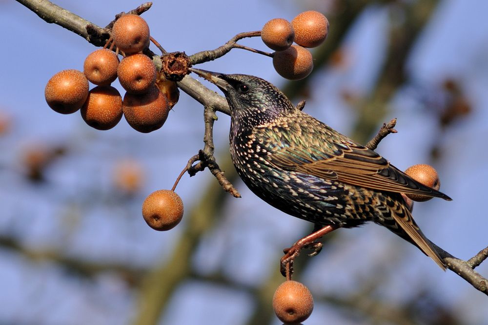 Album - Les oiseaux des jardins