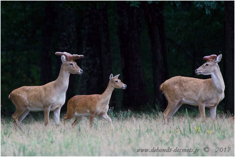  Il arrive qu'une biche soit acceptée dans le clan des mâles et cela en dehors de la période de reproduction. Ces associations se font au hasard des rencontres sur les zones de nourrissage.