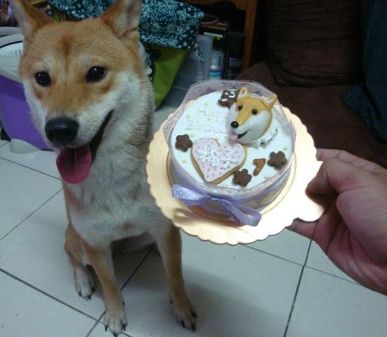 http://shiba.fr