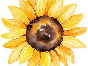 AQUARELLE - tournesols !