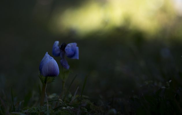 Fleurs sauvages ,  odeurs enchanteresses  couleurs authentiques de la nature