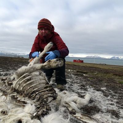 Arctique : 200 rennes morts de faim, le réchauffement climatique pointé du doigt
