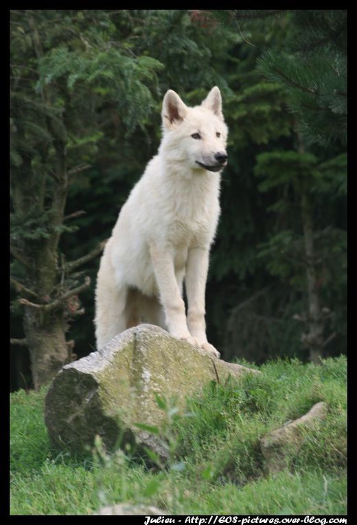 Photos du parc zoologique d'Amnéville prises durant l'année 2009.