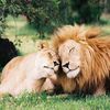 Quand le lion et sa lionne débutent une superbe idylle ! :)
