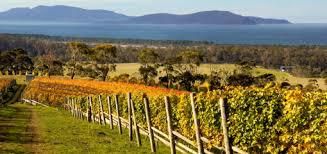 #Pinot Noir Producers Tasmania Island Vineyards Australia page 4