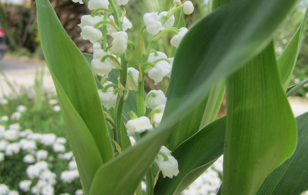 C'est le 1er Mai, du muguet vous sera offert, replantez le, l'an prochain, vous aurez certainement une belle surprise.