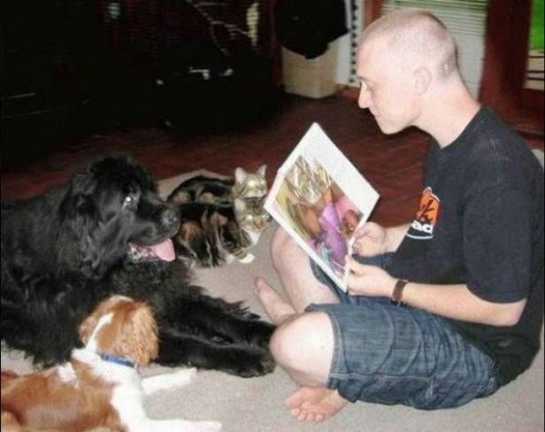 photo de chats