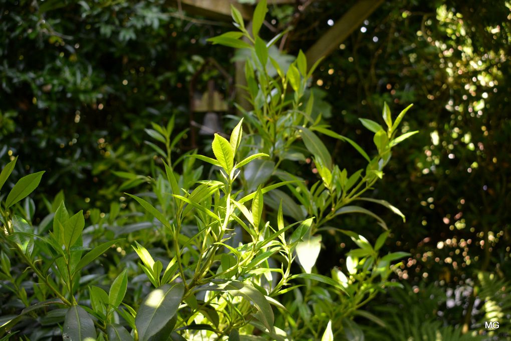 Le jardin de Vincenzo Campisano à Sin-le-Noble.