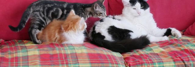 COHABITATION