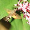 Moro-sphinx (Macroglossum stellatarum)