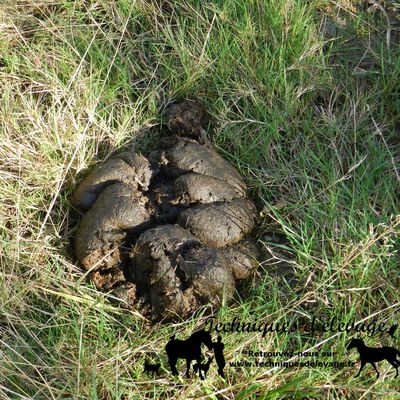 Flore et aspect des crottins