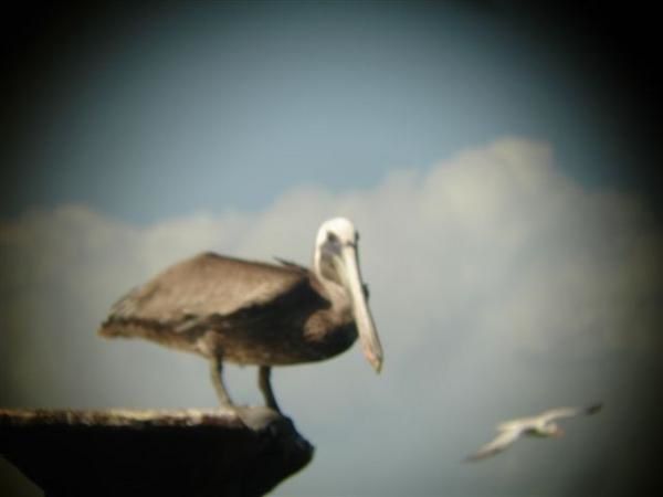 Mon voyage en 2006 en RP de trois semaines péninsule de samana, cabarette et bayahibe avec excursion géniale à l'ile de saona