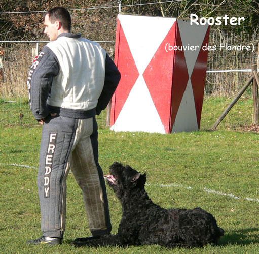 <strong>Instants vol&eacute;s lors du concours en Ring des 3 et 4 Mars 2007</strong>