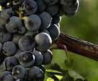 #Cabernet Sauvignon Producers New South Wales Vineyards Australia