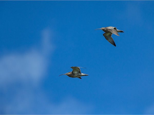 Photos : © Gérard Lacoumette (Cliquez pour agrandir)