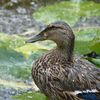 Canard cabotin au jardin public de Saintes