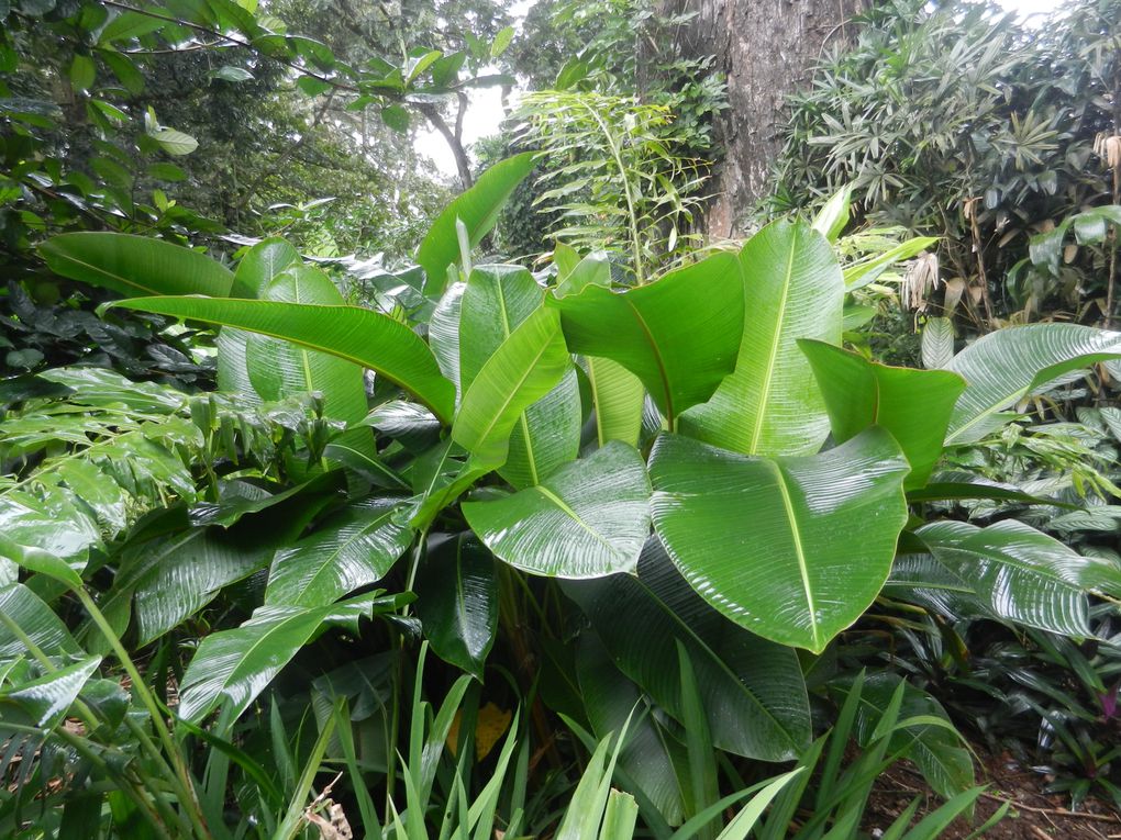 Limbé et ses plages, son parc botanique, son centre de la faune, son activité. Buea base pour le Mont Cameroun et le pont M'Fundi base pour le Nigeria