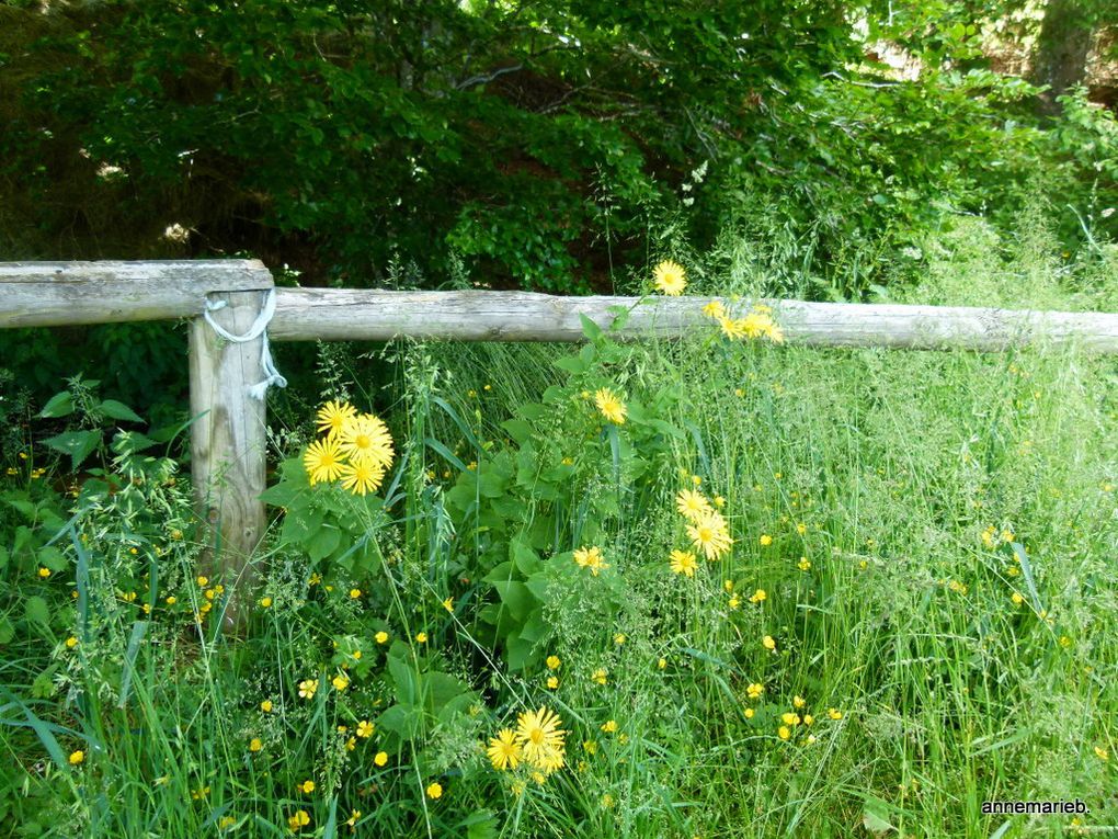 Découverte de la flore et de la faune.*