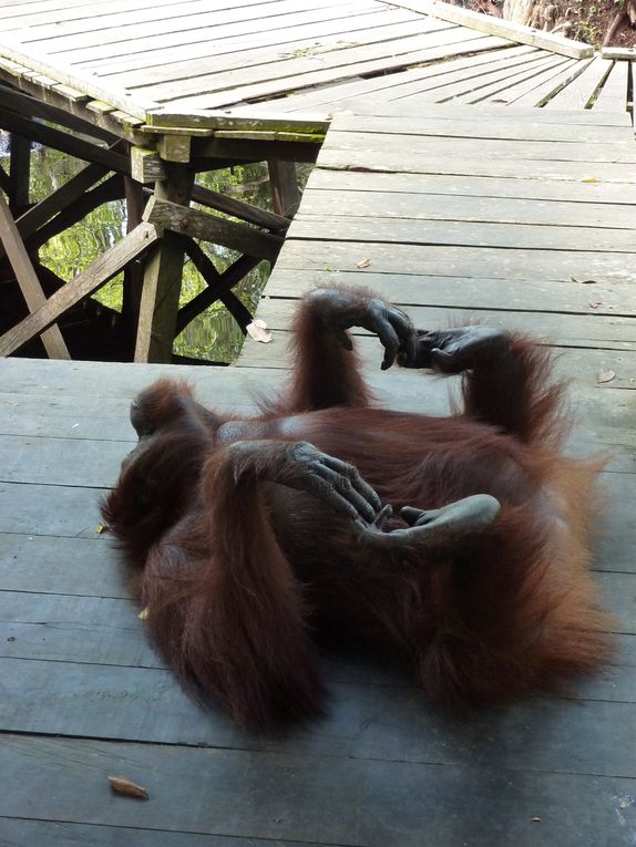 Kalimantan, le Borneo indonesien.
Rencontre avec les orang utan. 
'Orang' = homme. 'Orang utan' = vieil homme de la foret.