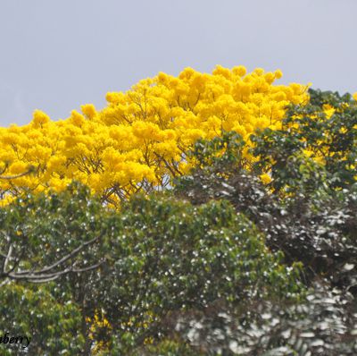Le Guayacan (tabebuia guayacan), un arbre mythique du Panama (mise à jour)